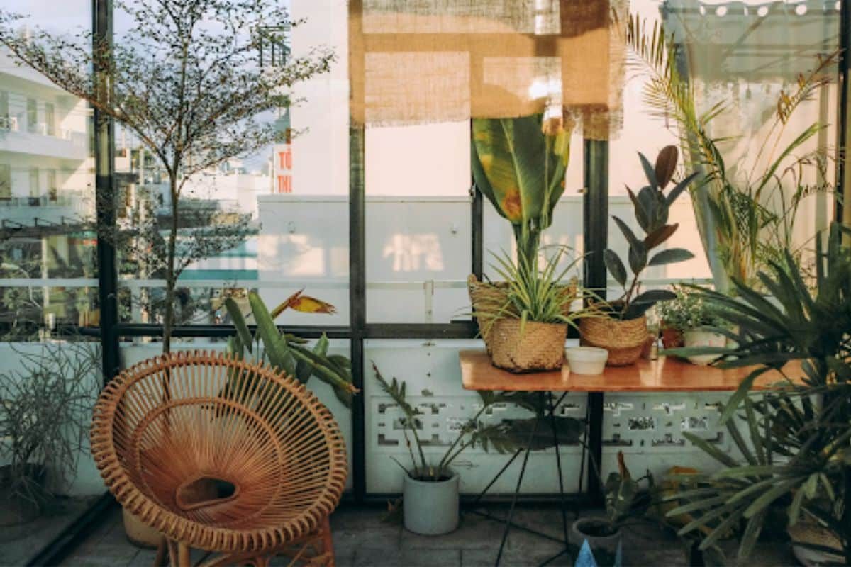Terrasse plantes cosy